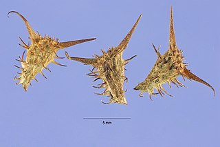 <span class="mw-page-title-main">Goat's head</span> Index of plants with the same common name