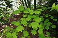 English: Acer circinatum at the ÖBG Bayreuth Deutsch: Acer circinatum im ÖBG Bayreuth