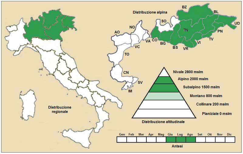 File:Achillea clavennae - Distribuzione.PNG