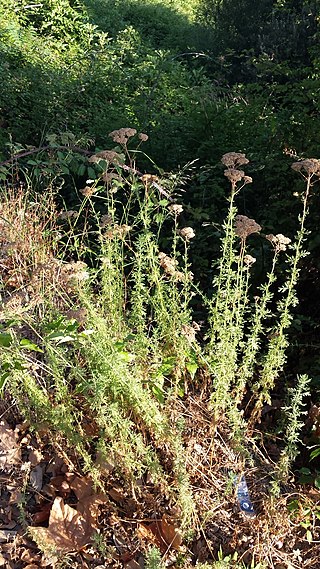 <i>Achillea ligustica</i> Species of yarrow