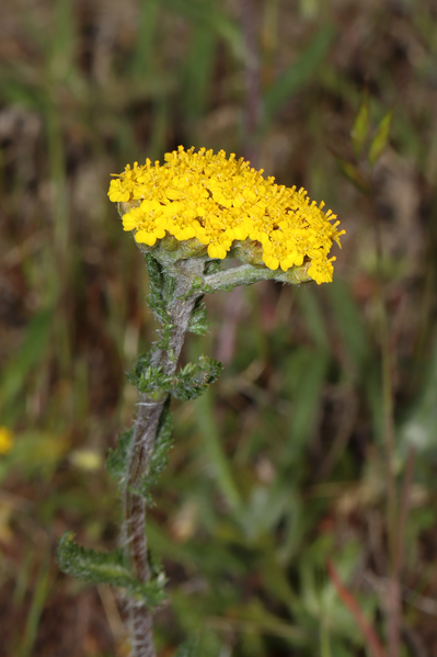 File:Achillea tomentosa (Mioglia, Italy) - 6.png