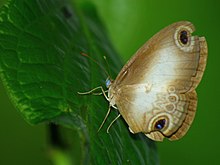 Acrophtalmia leuce