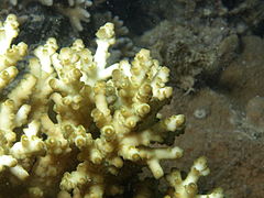 Vista de coralitos de A. loripes, isla Poruma, Australia