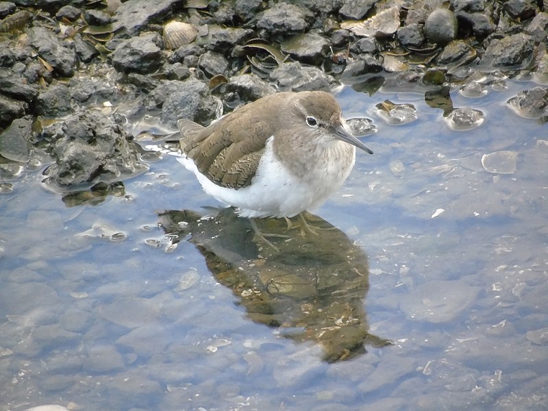 File:Actitis hypoleucos.004 - Culleredo.jpg