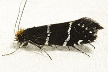 Adela septentrionella 01.jpg