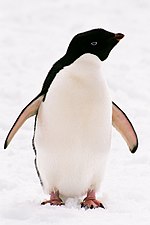 Miniatura per Pingüí d'Adèlia