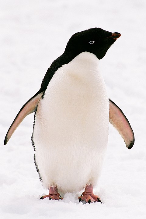 Обиженный пингвин на стуле