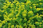 African rue - Ruta chalepensis - Kokar sedefotu 06.JPG