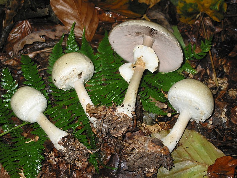 File:Agaricus silvicola JPG.jpg