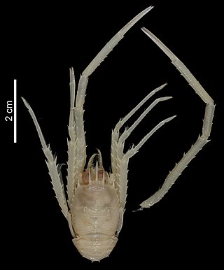 <i>Garymunida laurentae</i> Species of crustacean