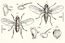 Phytomyza affinis (#5)