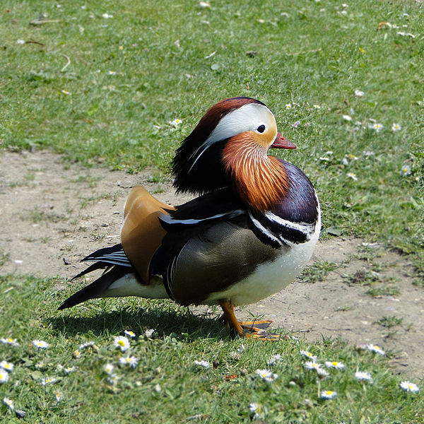 File:Aix galericulata -Ham Common, London Borough of Richmond upon Thames, England -male-8.jpg