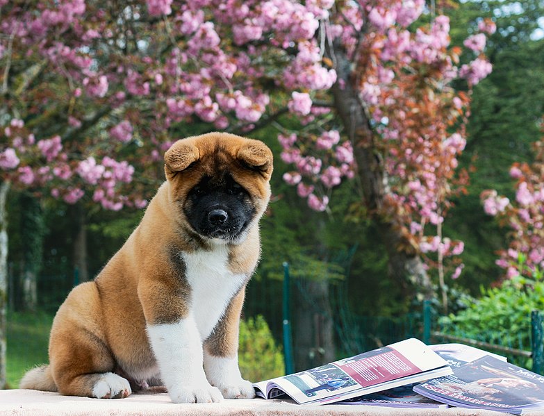 File:Akita Américain & Akita Inu Mel Pet & Co, Le Magazine Canin -22.jpg