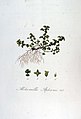 Alchemilla aphanes — Flora Batava — Volume v7.jpg