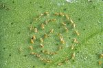 Gambar mini seharga Berkas:Aleurocanthus woglumi 5194014.jpg