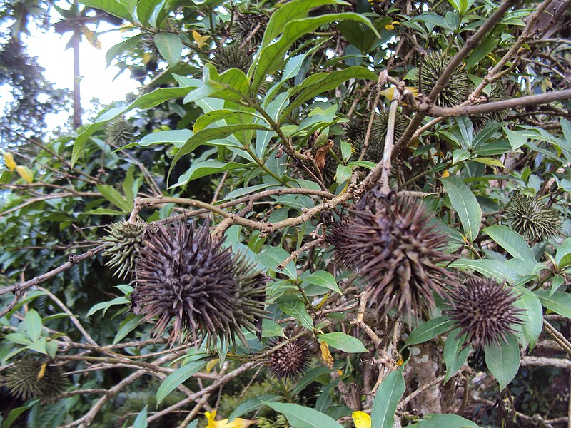 File:Allamanda cathartica 02.JPG