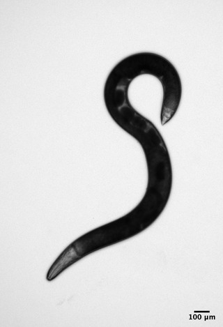 <i>Allodiplogaster sudhausi</i> Species of roundworm