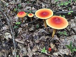 Amanita jacksonii Maine USA.jpg