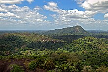 Amazonska džungla (Surinam)