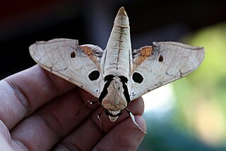 <i>Ambulyx obliterata</i> Species of moth