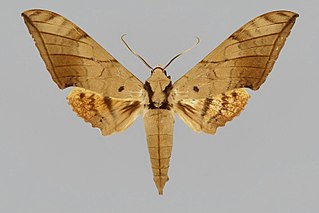 <i>Ambulyx siamensis</i> Species of moth