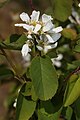 Amelanchier alnifolia