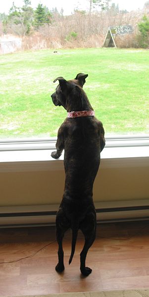 File:American Pit Bull Terrier looking out window.jpg