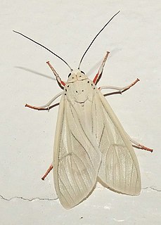 <i>Amerila bubo</i> Species of moth