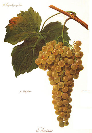 <span class="mw-page-title-main">Amigne</span> Variety of grape