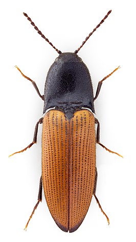 Ampedus suecicus