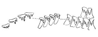 radula of Amphigyra alabamensis Amphigyra alabamensis radula.jpg