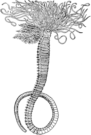 <i>Amphitrite ornata</i> Species of annelid worm