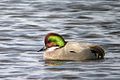 Male; Colusa NWR, California