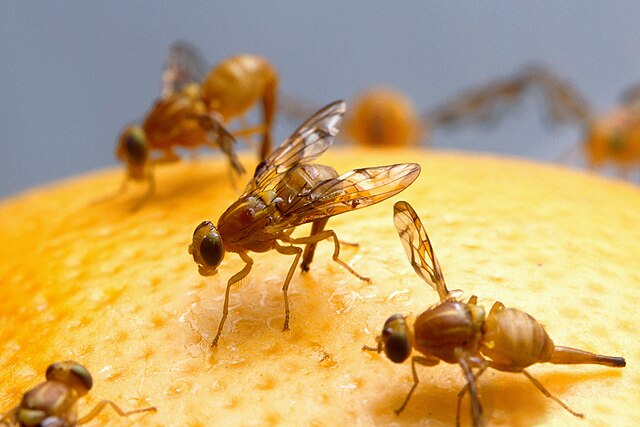 Ovipositing Mexican fruit flies showing the scapes of the extended ovipositors.