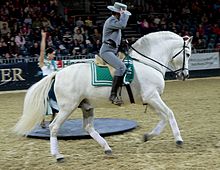 An Andalusian performing the canter. The left hind and right fore will land at the same moment, creating three beats in the stride. This horse is on the left lead, as the left rear and right fore are moving together, with the left hind leading the right hind. As the left fore lands, it will be in front of the right fore. Andalusier 3 - galoppierend.jpg