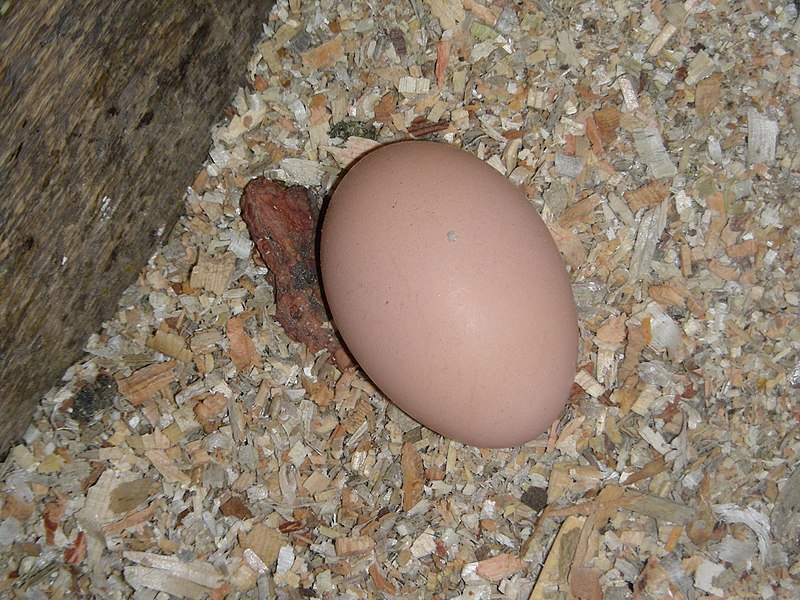 File:Anegg2.JPG