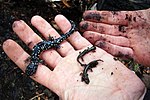 Thumbnail for Speckled black salamander