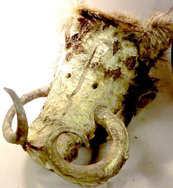 File:Animal mask of a boar carved out of a birch-tree, "Perchtenlauf" Marktgemeinde Diedorf (artist Michael Stöhr).jpg