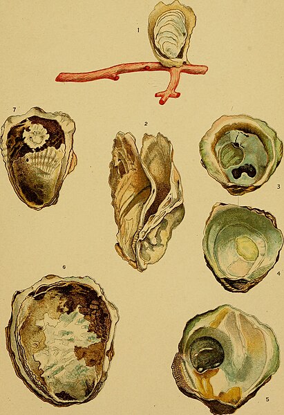 File:Annali del Museo civico di storia naturale Giacomo Doria (1915) (18223586470).jpg