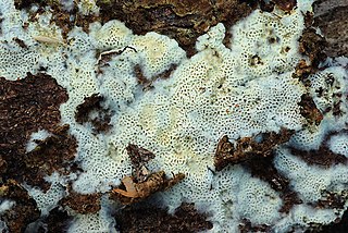<i>Anomoporia</i> Genus of fungi