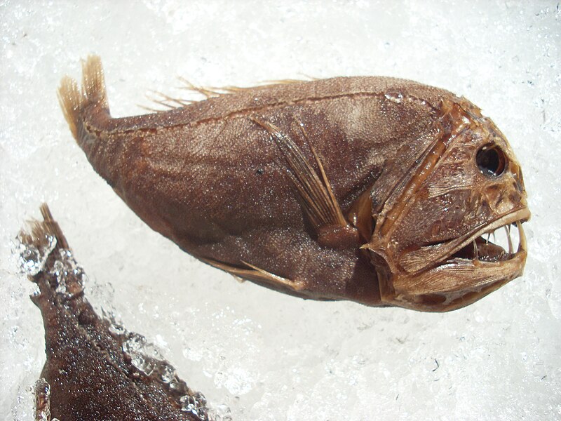 File:Anoplogaster cornuta iceland.jpg