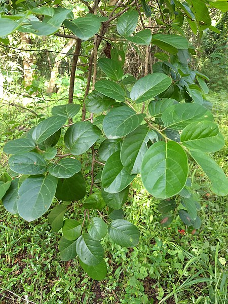 File:Antidesma ghaesembilla, Black Currant Tree .jpg
