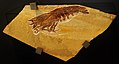 Fossile di Antrimpos undenarius