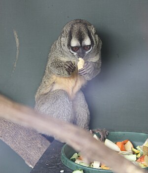 Aotus griseimembra - Marwell Wildlife, Hampshire, England-8a.jpg