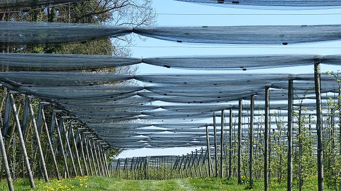 Extensive setup of nets to protect young apple trees from hail. Thurgau, Switzerland