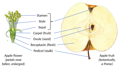 How apple fruit derives from flower structures