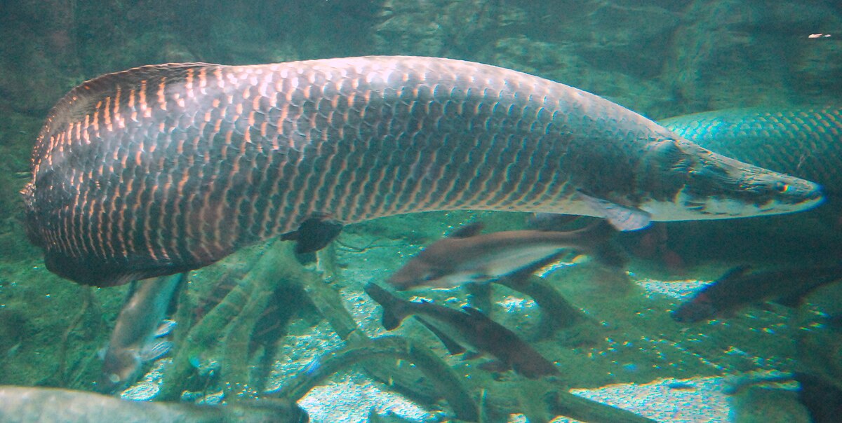 Arapaima - Wikipedia