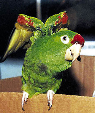 <span class="mw-page-title-main">Finsch's parakeet</span> Species of bird