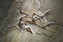 The bird-like dinosaur Archaeopteryx lithographica from the Jurassic period Archaeopteryx fossil.jpg