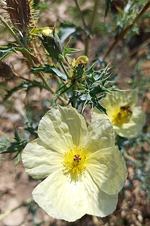 Argemone ochroleuca (Family Papaveraceae).jpg